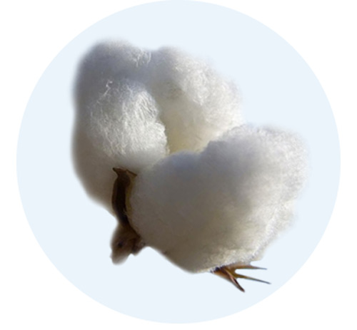 Pima cotton